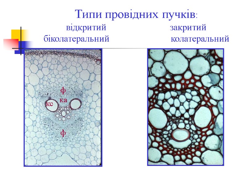 Типи провідних пучків:           